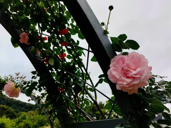 Güzel botanik çekimleri, doğal duvar kağıtları güzel çiçek açan güllerin yakın plan fotoğrafları. 