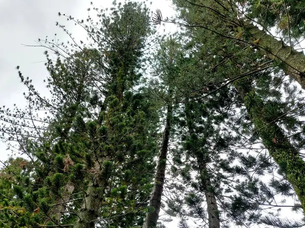 Ormandaki ağaç dalları