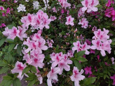 Güzel pembe açelya çiçeğinin yakın plan fotoğrafı.