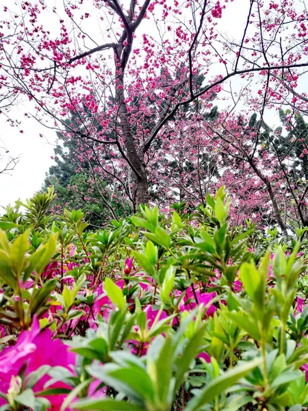 Çiçek açan pembe kiraz ağacı, çiçeğin doğal fotoğrafı.