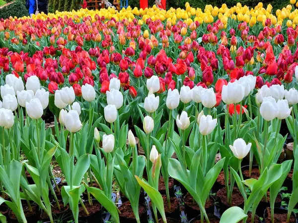 Bahçede çeşitli renkli laleler çiçek açar.