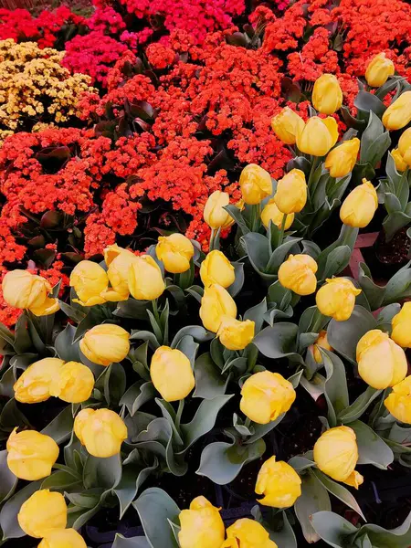 Bahçede çeşitli renkli laleler çiçek açar.