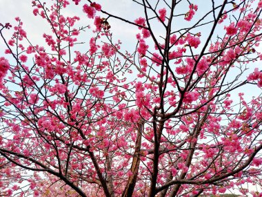 Japon kiraz ağacı, güzel pembe çiçek arkaplanı.