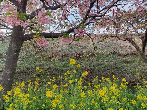 Çiçekli Japon kiraz ağacı altında sarı çiçekler, fotoğrafçılıkta güzel pembe ve sarı kontrastlı kompozisyon.