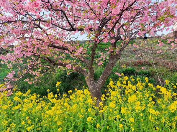 Çiçekli Japon kiraz ağacı altında sarı çiçekler, fotoğrafçılıkta güzel pembe ve sarı kontrastlı kompozisyon.
