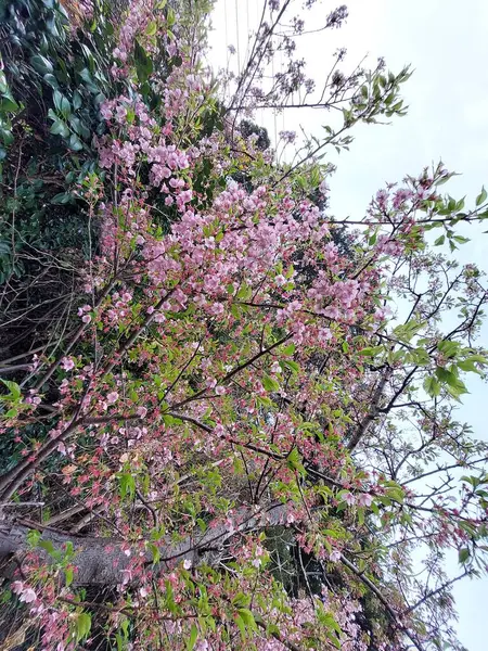 Japon kiraz ağacı, güzel pembe çiçek arkaplanı.