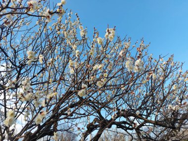 Çiçek açan beyaz erik çiçeği berrak gökyüzü arkaplanı