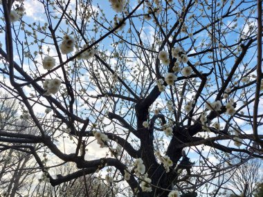Çiçek açan beyaz erik çiçeği berrak gökyüzü arkaplanı