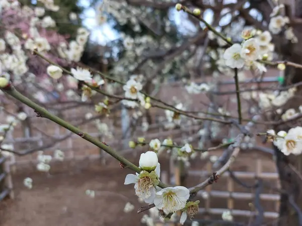 Çiçek açan beyaz erik çiçeği berrak gökyüzü arkaplanı