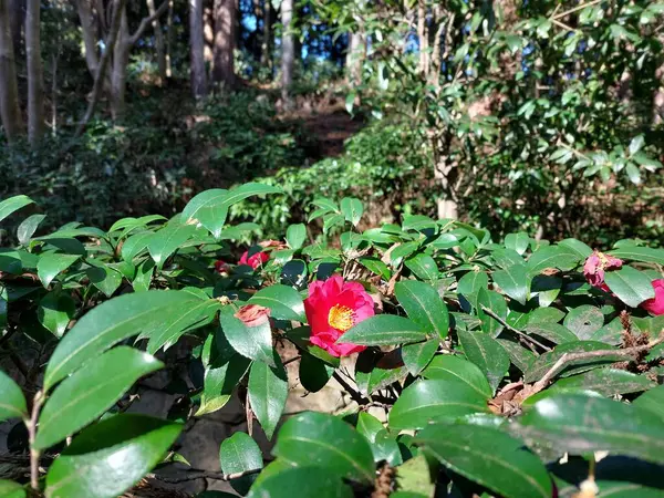 Yeşil yaprakların arasında kırmızı kamelya