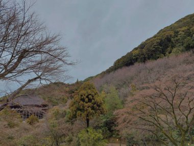 Kışın sonunda bulutlu gökyüzü olan ağaçların manzara fotoğrafı.