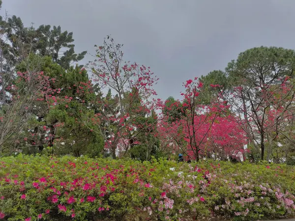 Pembe kiraz ağaçları ve bahçede açelya çiçekleri.