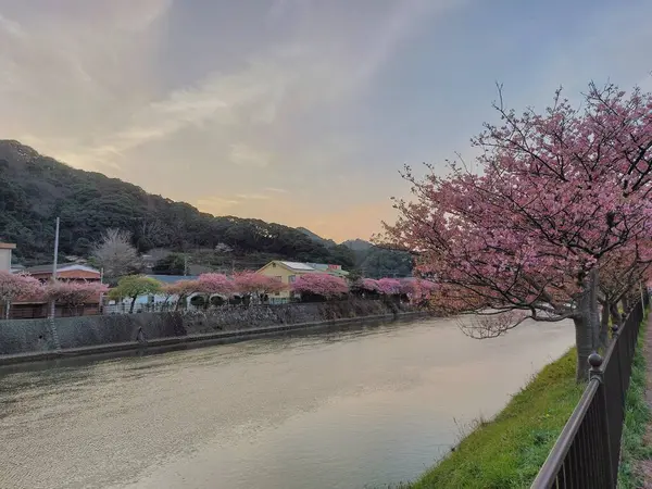 Nehir kıyısında çiçek açan kiraz ağaçları, gün batımında nehir manzarası