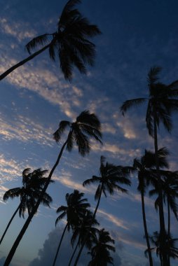 Hindistan cevizi ağaçları ve rüzgarlı bir gün batımı