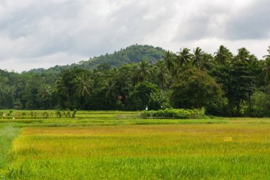 Kırsal Sri Lanka 'da hindistan cevizi ağaçları olan çeltik tarlaları