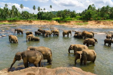 Fil sürüsü bir nehirde banyo yapıyor