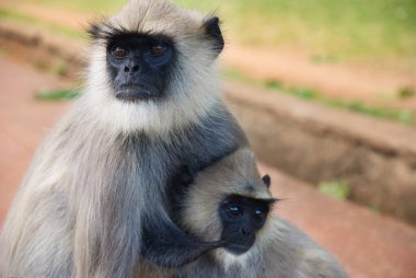 Bebek annesiyle gri langur