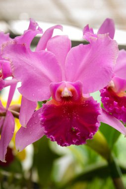 Pembe orkide çiçeği, Peradeniya botanik bahçeleri, Sri Lanka