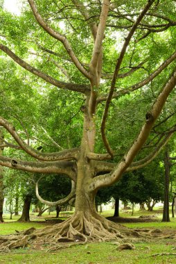 Peradeniya Botanik Bahçeleri 'ndeki Ficus ağacı, Sri Lanka