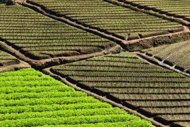 Nuwara Eliya, Sri Lanka çevresindeki teraslı sebze tarlaları.