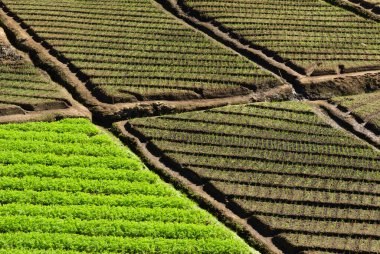 Sebze alanları, Nuwara Eliya, Sri Lanka teraslı