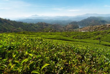 Nuwara Eliya, Sri Lanka çevresindeki tepelerde çay tarlaları