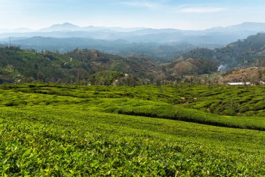 Nuwara Eliya, Sri Lanka çevresindeki tepelerde çay tarlaları