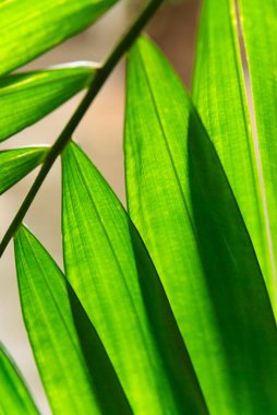 Arka planda kalan palmiye yapraklarının yakınlaşması