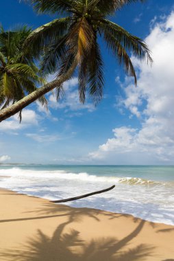 Güneşli tropik plaj hindistan cevizi ağacı, Tangalle, Sri Lanka