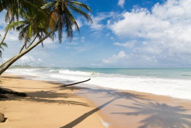 Güneşli tropik plaj hindistan cevizi ağacı, Tangalle, Sri Lanka