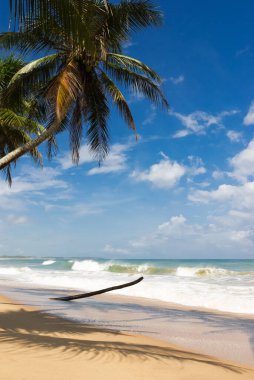 Güneşli tropik plaj hindistan cevizi ağacı, Tangalle, Sri Lanka