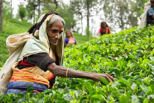 Tamil çay toplayıcıları çay tarlasında çalışıyor.