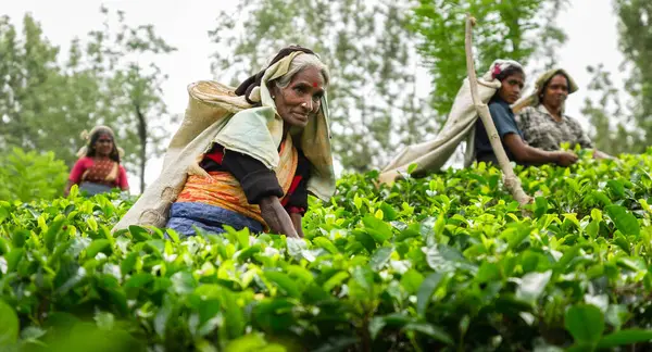 Tamil çay toplayıcıları çay tarlasında çalışıyor.