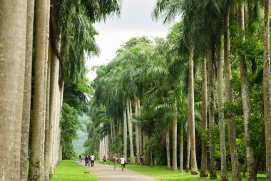 Peradeniya Kraliyet Botanik Bahçeleri 'ndeki Palm Tree Caddesi, Sri Lanka