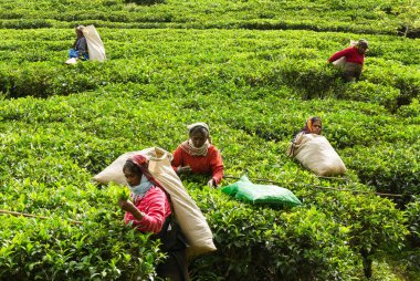 Çay tarlasında bir grup çay toplayıcısı.