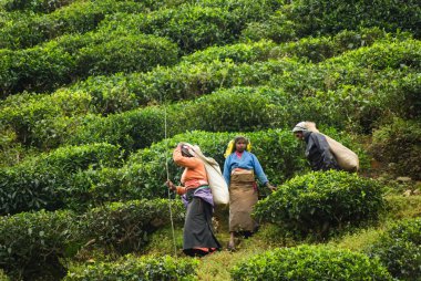 Çay tarlasında bir grup çay toplayıcısı.