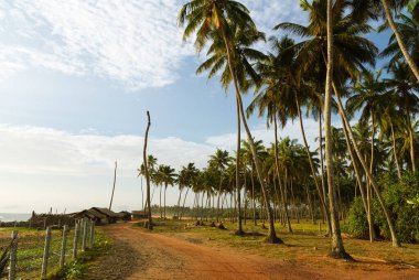 Toprak yolun kıyısında önde gelen bir Hindistan cevizi plantasyon ve fakir balıkçı köyü