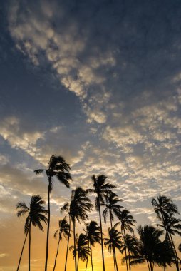 Gün batımında mavi ve turuncu gökyüzü ile hindistan cevizi ağaçlarının siluetleri