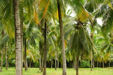 Sri Lanka kırsalında küçük hindistan cevizi tarlası