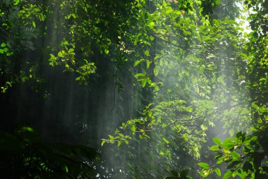 Tropikal bir ormanda yapraklardan gelen ışık huzmeleri