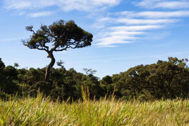Horton ovaları Milli Parkı, sri lanka