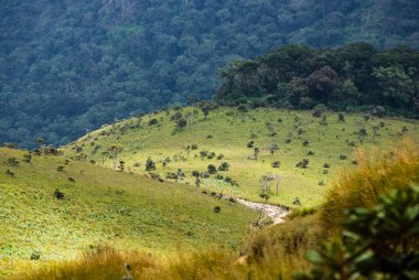 Horton ovaları Milli Parkı, sri lanka