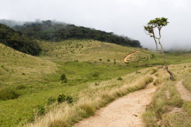 Horton ovaları Milli Parkı, sri lanka