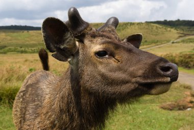 Sambar geyiği nam-ı diğer Rusa unicolor Sri Lanka 'ya özgüdür.