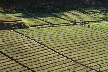Sebze alanları, Nuwara Eliya, Sri Lanka teraslı