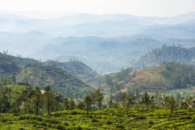 Çay ekimi, Nuwara Eliya, Sri Lanka
