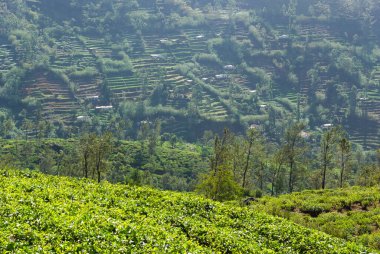 Çay ekimi, Nuwara Eliya, Sri Lanka