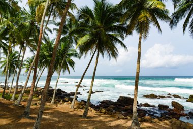 Güney Sri Lanka 'da Hindistan cevizi ağaçlı Rocky plajı.