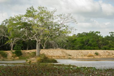 Tropikal Gölü Wilpattu Milli Parkı, Sri Lanka