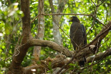 Wilpattu Ulusal Parkı, Sri Lanka 'da İbikli Yılan Kartalı namı diğer Dökülen Cheela.